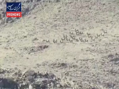 مشاهده گله‌ای از قوچ‌ و میش‌ها در منطقه حفاظت‌شده باشگل