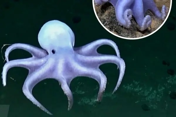 اختاپوس شبح‌وار با ظاهر شفاف و سفید