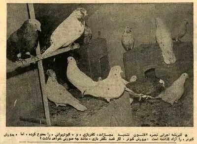 مقررات کفتر پرانی تصویب شد؛ بهمن ۵۴