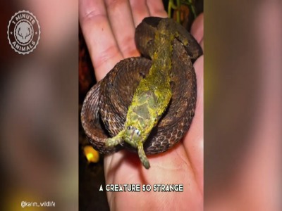 مارآبی شاخک‌دار؛ یکی از عجیب‌ترین خزندگان جهان