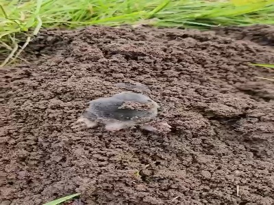 کرم‌های کور حیوانات آرامی هستند که مأموریتی بزرگ دارند