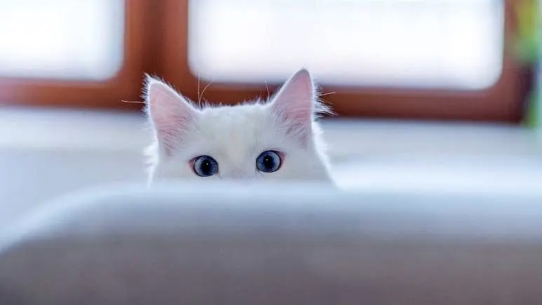 گربه شاید کلید درمان سرطان در انسان باشد