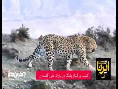 گشت و گذار پلنگ در پارک ملی گلستان