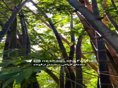 درخت بامبو سخت تر از فولاد