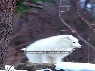 یکی از گرمترین خزهای طبیعت