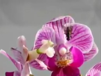 لحظه شکار مگس توسط حشره‌ی مانتیس با روش استتار