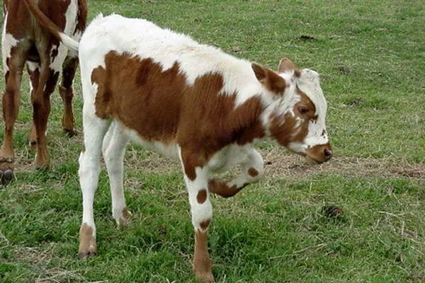 نجات دشوار گوساله گرفتار در گودال گِلی
