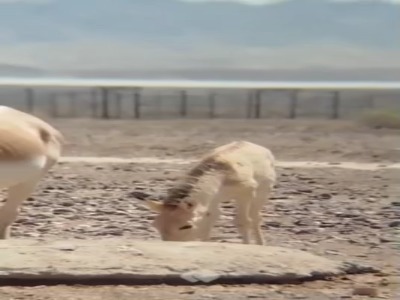 مشاهده ۵ عضو جدید خانوادهٔ گورخرهای ایرانی در پارک ملی کویر استان سمنان