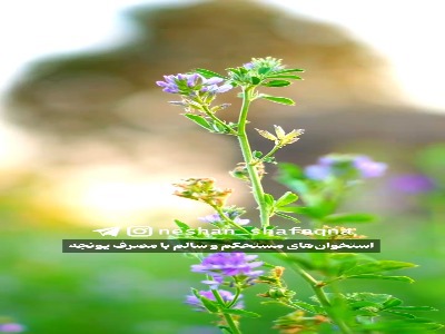 نورپردازان زنده اقیانوس ها