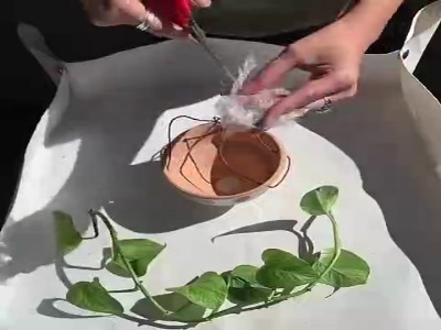 تزئین گیاه باحال