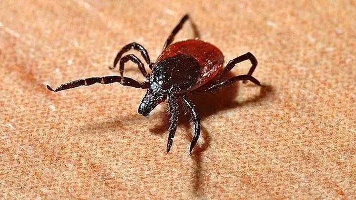 شناسایی اولین بیمار مبتلا به تب کریمه گنکو در استان اردبیل
