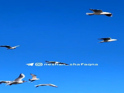 راز حرکت حیرت انگیز پرندگان
