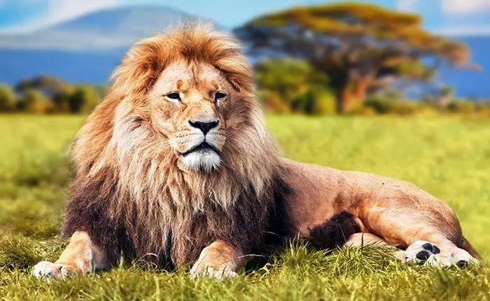 حمله شیر به یک مرد در هند/ ویدئو