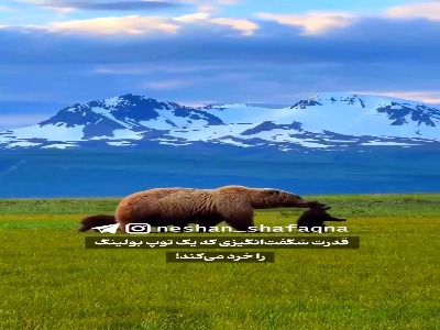 آرواره‌های قدرتمند خرس گریزلی