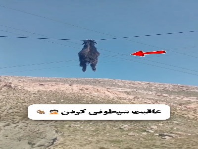 تصاویر دیدنی از نجات بزی که روی کابل برق راه می رود!