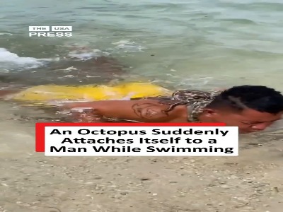 چسبیدن ناگهانی اختاپوس به پشت یک شناگر