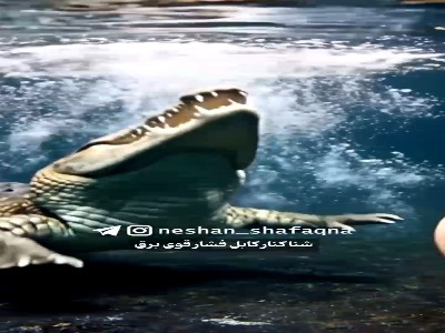 برق کشنده مارماهی ؛ شنا کنار کابل فشار قوی