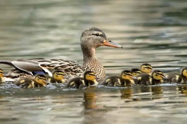 شکار برق‌آسای جوجه اردک توسط یک ماهی