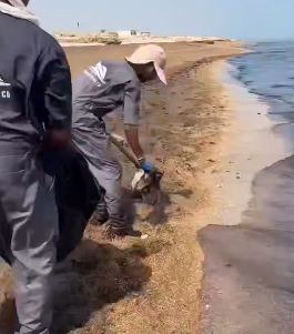 ویدئویی از شیوه پاکسازی آلودگی نفتی گسترده سواحل جزیره قشم