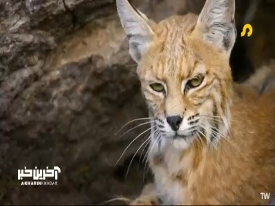 نجات بچه‌گربه‌ها از خشکسالی!