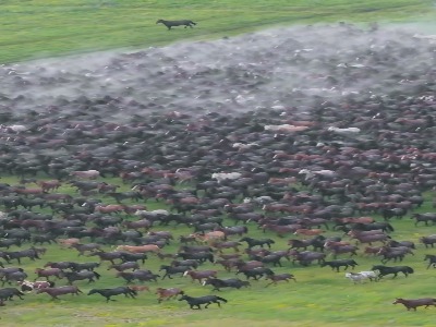 تصویری تماشایی از دویدن اسب‌ها در مراتع سین‌کیانگ