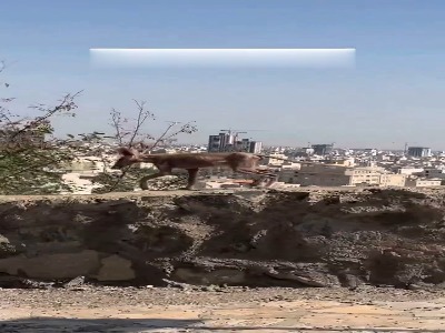 مشاهده یک حیوان عجیب در مشهد