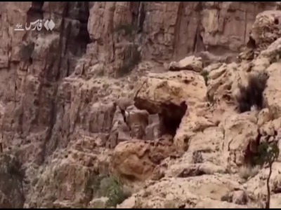 قوچ وحشی بر فراز کوه‌های بافق خودنمایی کرد