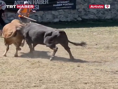 فرار گاو صلح‌طلب از میدان گاوبازی