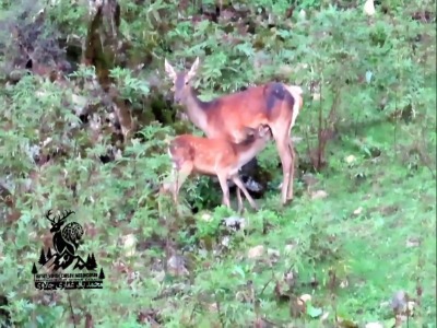 لحظه زیبای شیرخوردن یک بچه گوزن هیرکانی