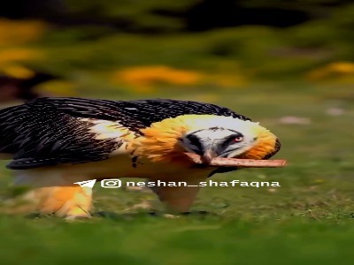 معده جهنمی پرنده