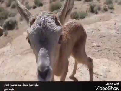 لحظه شیرین رسیدن بره میش دزدیده شده به مادرش