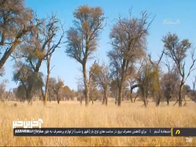 فیل های نر آفریقایی وقتی به بلوغ میرسند، از گله اخراج میشوند!