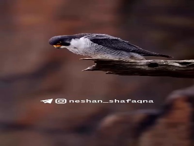 سریع‌ترین حمله‌یِ جهان