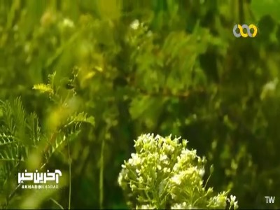 مورچه های ریز هیولاهایی هستند که تمام حشرات از آن ها میترسند