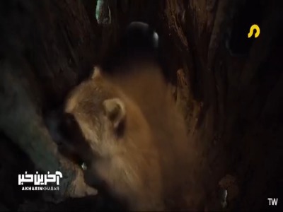 مار بازی شیطنت آمیز بچه راکون ها!