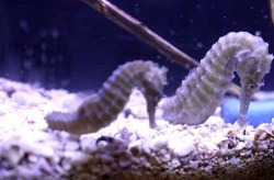 بازگشت اسب‌های دریایی به کیش؛ پایان یک جابه‌جایی غیرمجاز