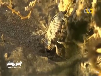 سوسکی که در مواجه با مورچه ها خودش را به مردن میزند!