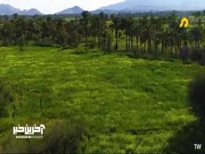 کفشدوزکی که برای کشاورزی بسیار مفید است