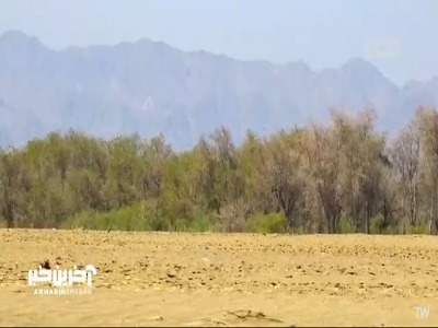 شته‌هایی که برای خود نگهبان دارند