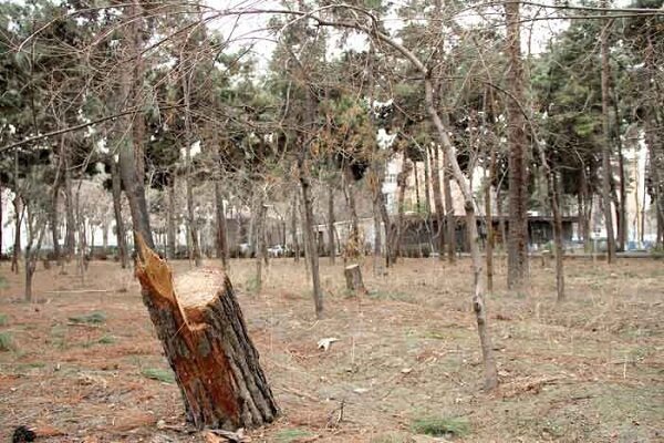 قطع ۲۵ هزار درخت در چیتگر؛ ۷۰۰۰ اصله دیگر در انتظار تبر