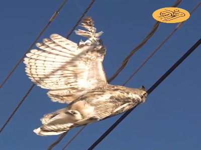 نجات معجزه‌آسای جغد گرفتار در دام