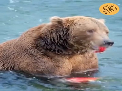 پوست سالمون، لقمه چرب خرس‌ قهوه‌ای