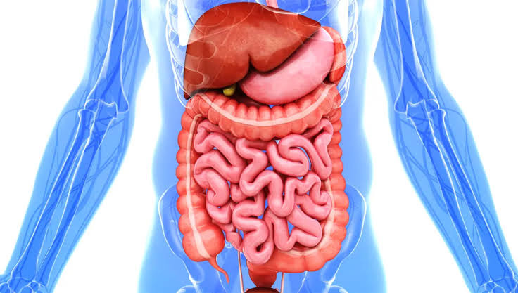 هضم خوب، کلید سلامت بدن